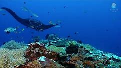 Indonesia announces world's biggest manta ray sanctuary