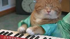 Keyboard Cat REINCARNATED!