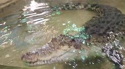 Australian Saltwater crocodile 🐊 #crocodile #reptile #CapCut #shorts #youtube #reptile