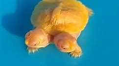 Rare two-headed albino turtle valued at $32,000
