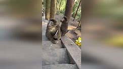 Macaque snatches iPhone 15 Pro from woman's hand... then returns it for sweets