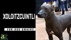 The 3,000 Year Old Xoloitzcuintli (Xolo) Dog Breed: Pictures, Size, Pros & Cons, Health Issues