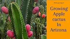 Growing Peruvian Apple Cactus in Arizona (Cereus Repandus)