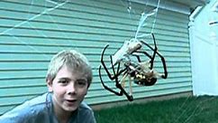 Orb Weaver spider wraps grasshopper 2.MOV