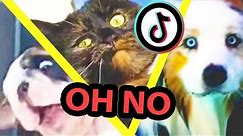 Oh No, Oh No, Oh No No No Meme but with Pets | Oh No TikTok Cute & Funny Dog And Cat Compilation