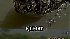 Saltwater Crocodile vs Nile Crocodile