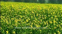 Blooming mustard flowers in a field in Abohar, Punjab