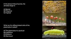 Myxomycota (Slime mold) life cycle