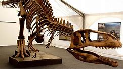 Tyrannotitan: One Of The Largest Known Theropod Dinosaurs