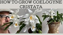 How to grow Coelogyne cristata: this cool grower is a VERY easy to flower once you get you basics!