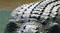 The World's Largest Saltwater Crocodile 🐊 #funfacts #shorts