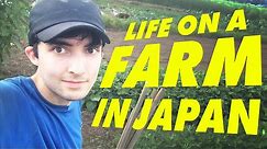 My Life on a Japanese Farm (WWOOF JAPAN)