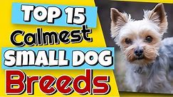 Top 15 Calmest Small Dog Breeds That You Would Never Guess 😮