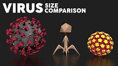 Virus 🦠 Size Comparison with Viruses and Microorganisms