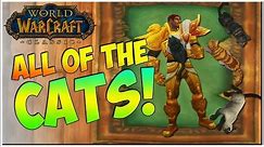 WoW Classic | Cat Companion-Pet Guide | No BS Guides
