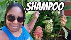Growing Shampoo Ginger Awapuhi VLOG | Growing | Benefits | Harvest
