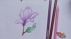 How To Draw Crocus Flowers| Flowers drawing Esey|🌷🌷