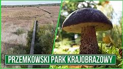 Przemkowski Park Krajobrazowy oraz Pustynia Kozłowska #vanlife