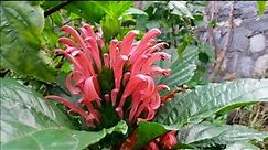 Fully Grown Justicia Carnea Flowering Plant | Jacobinia Carnea Flowers | Gardening