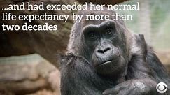 America's oldest Gorilla dies at 60