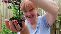 How to grow Jujube from cuttings. Beautiful roots!!