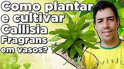 Como plantar e cultivar Callisia Fragrans em vasos?