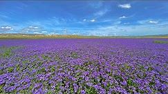 2023 Wildflowers in Carrizo Plain - April