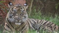 Zoo Atlanta welcomes new tiger