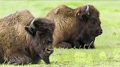 wood bison,wood bison vs plains bison,wood bison alaska,wood bison hunting