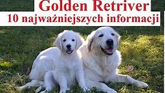 Golden Retriver - 10 najważniejszych informacji
