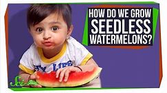 How Do Seedless Watermelons Reproduce?