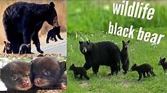 Black Bear documentary | 8k | 4k