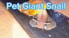 Pet​ Giant Snail. #VENANIMALS.
