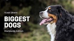 10 World's Biggest Dog Breeds