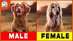 Male vs. Female Dogs: Discover the Surprising Differences!
