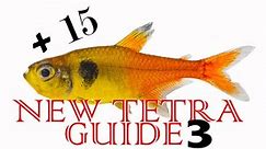 New Tetra Guide 3: 15 more New tetras! New Hyphessobrycon and Moenkhausia - rare new tetras !