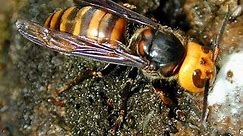 Hornet vs Bee: What Are the Differences?