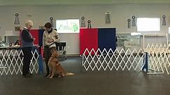 Relationship Building & Ring Entrance Skills for Obedience & Rally Handlers