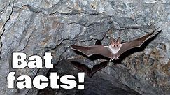 Bat Facts for Kids | Animal Learning Video