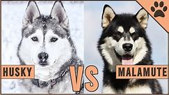 Alaskan Malamute vs Siberian Husky - Dog vs Dog