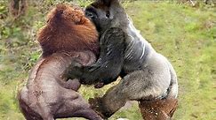 Craziest Gorilla Attacks and Fights Caught on Camera