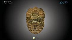 Trilobite - Calymene sp. - Download Free 3D model by Société Géologique de France (@sgfrance)