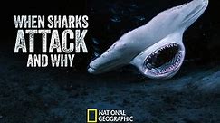 When Sharks Attack... And Why Season 1 Episode 1
