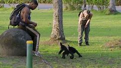 Wild Metropolis:Capuchin Monkeys in Costa Rica Play Tourists for Food Season 1 Episode 3