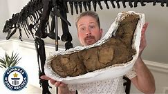 Largest Dinosaur Poop - Guinness World Records