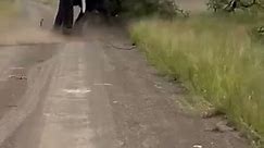 Bull elephants filmed fighting in rare footage #Shorts