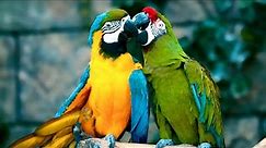 Macaw: America's Colorful Birds | More About Parrot Species