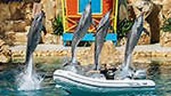 Watch the feature Dolphin presentation, Affinity, twice daily at Sea World on the Gold Coast Australia
