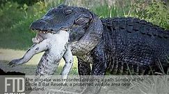 The biggest alligator in the world caught on video