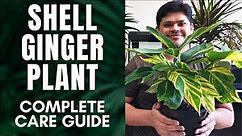 Shell Ginger Plant Complete Care Guide | Water, Temperature, Soil, Humidity, Fertilizer, and More